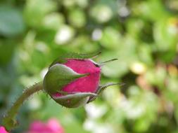 Rosebud Nature