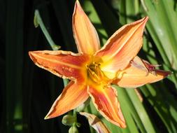 Blossom Bloom Nature