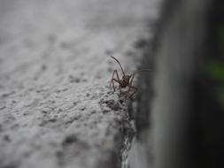 Insect Macro Close Up