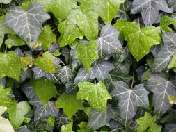 Ivy Leaves Wet