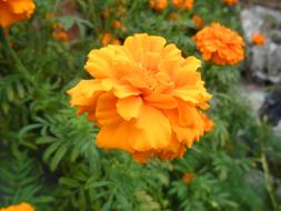 Flower Orange