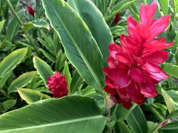 pink flowers in a beautiful garden