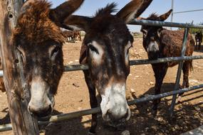 Donkeys Curious Funny Donkey