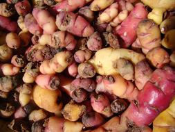 harvest of colored potatoes