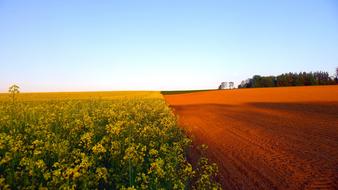 Spring Field Of Rapeseeds Blooming
