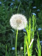 fluffy Dandelion iN Nature