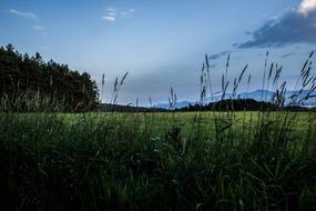 Grass Before The Rain Nature