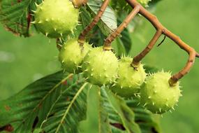 Chestnut Tree Leaves