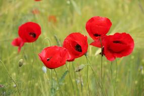beautiful red poppies in a green field