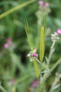 a green flower of the field