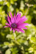 Flower Macro Purple
