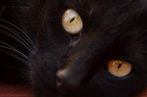 Look Feline