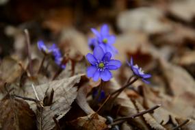 Liverwort Foliage in Forest