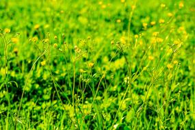 Meadow Yellow Flowers Green
