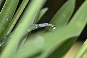 water droplets on the leaves