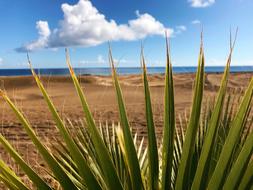 thorny plant in the desert