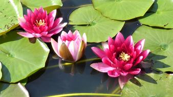 Water Lily Pond Pink