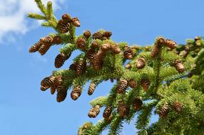 Pine Cones Tree Evergreen