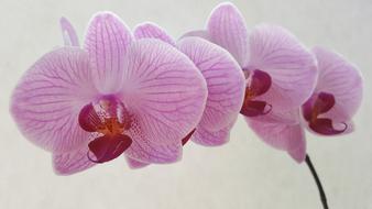 Orchid Phalaenopsis Flower