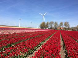 view of red Tulips in Netherlands