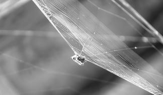 Nature Insects Armenia