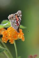 Butterfly Macro Close Green