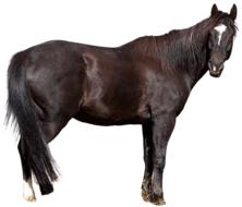 Wild black Horse Animal isolated