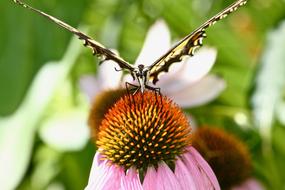 closeup photo of Monarch Butterfly in the Garden