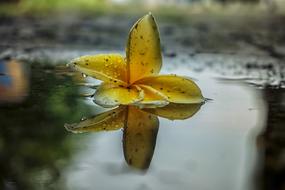 yellow Flower on water