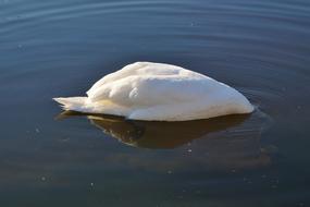 Swan Bird Water