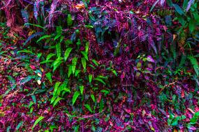 Hedge Forest Background