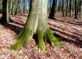 Tree Beech Forest