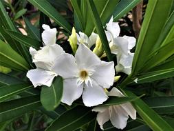 Flower White Green