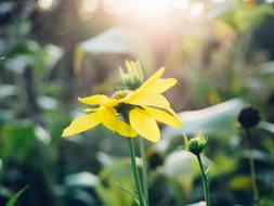 Yellow Petal Flower at sunlight