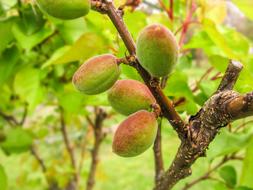 ripe fruit on a tree branch