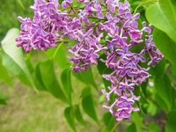 Organ Flower Bush Lilac
