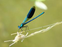 Demoiselle Dragonfly Blue