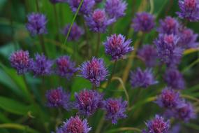 Flowers Nature Floral