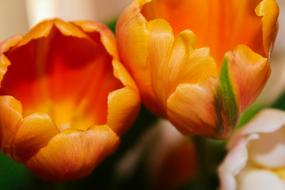 Orange Tulips Arrangement