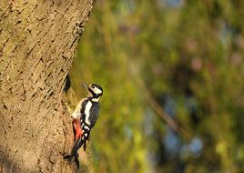 Woodpecker Great Spotted