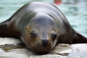 Sea Lion Zoo Resting Up