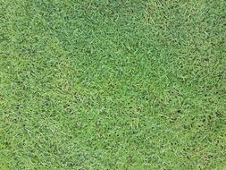 green field for sports