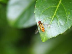 Insect fly on Green Leaf