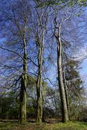Trees Nature Landscape
