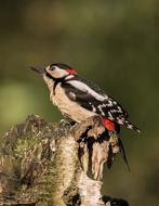 Great Spotted Woodpecker Bird