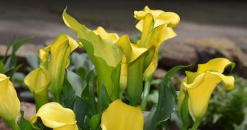 yellow Calla Lily Flowers