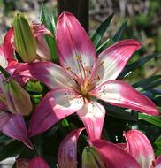 Asiatic Lily Flower Blossom