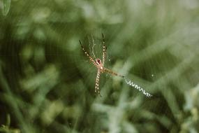 Spider Web Outdoor