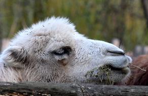 Profile portrait of the cute and beautiful, white camel near the brown animal