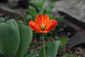 Tulip Flower Red